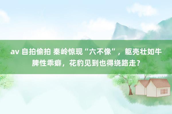 av 自拍偷拍 秦岭惊现“六不像”，躯壳壮如牛脾性乖癖，花豹见到也得绕路走？
